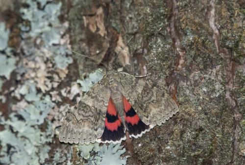 Réf. 288 586 : Catocala nupta